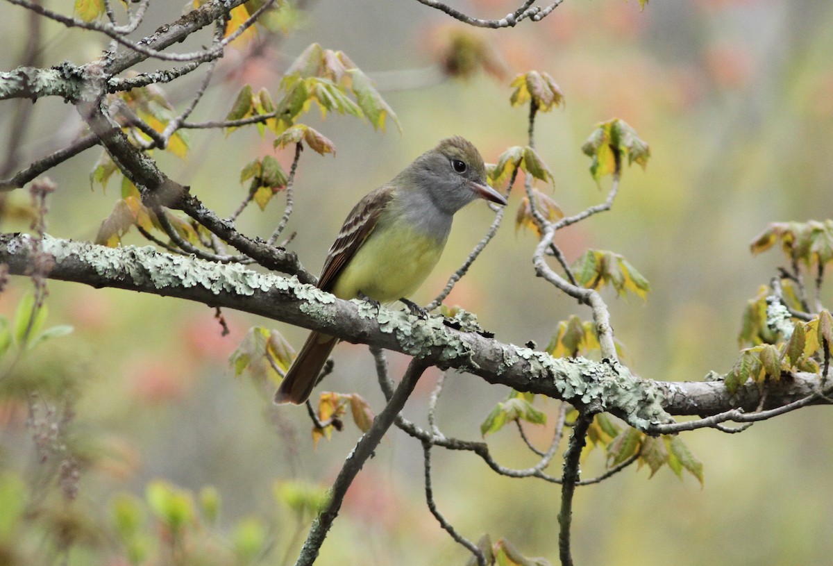 Great Crested Flycatcher - ML238550911