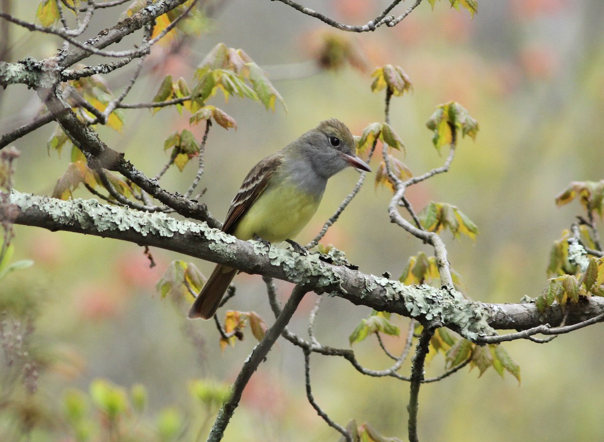 Great Crested Flycatcher - ML238551071