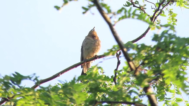 Blue Grosbeak - ML238551251