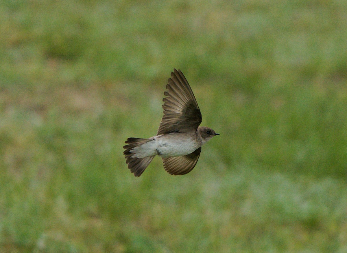 Northern Rough-winged Swallow - ML238551821