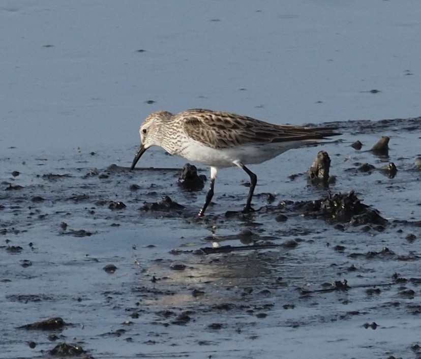 White-rumped Sandpiper - Bob Foehring