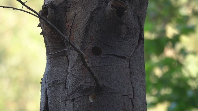 Nuttall's Woodpecker - ML238552531