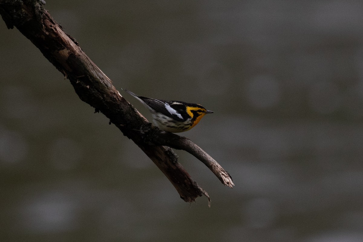 Blackburnian Warbler - ML238553051