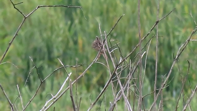 Grasshopper Sparrow - ML238553091