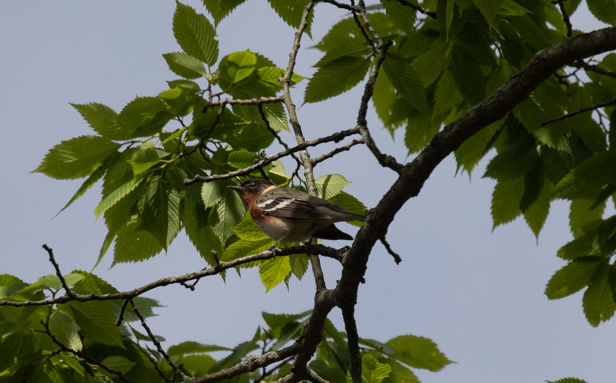 Braunkehl-Waldsänger - ML238553191