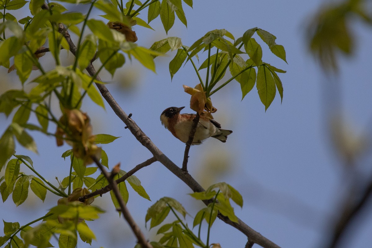 Braunkehl-Waldsänger - ML238553201