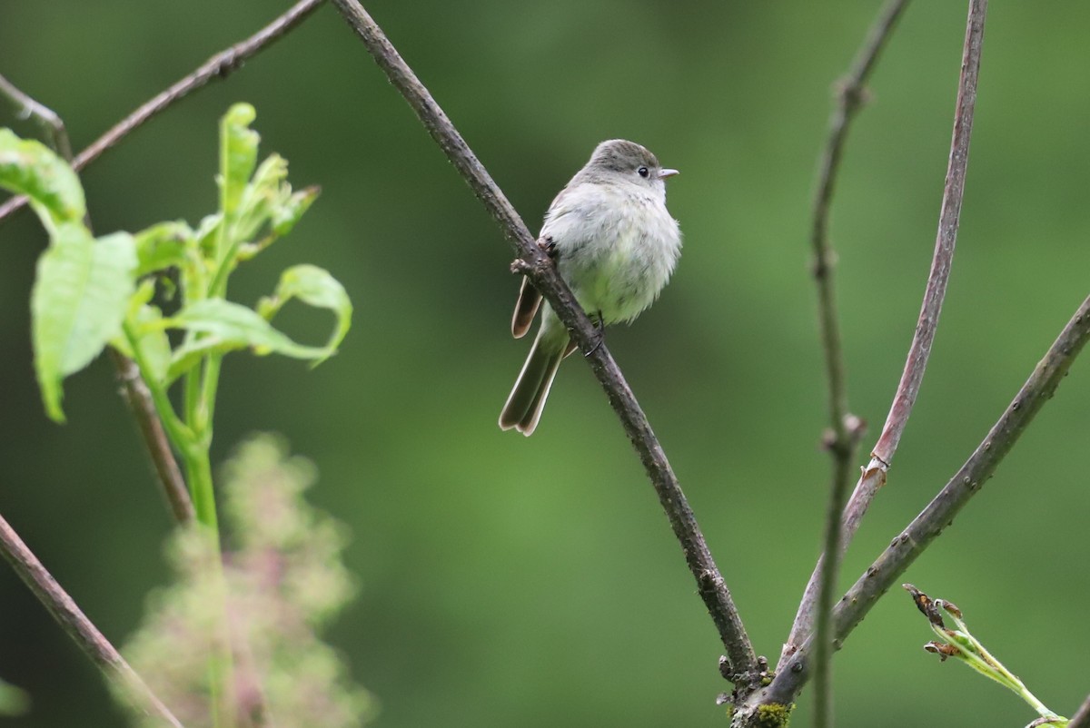 Hammond's Flycatcher - Walter Thorne