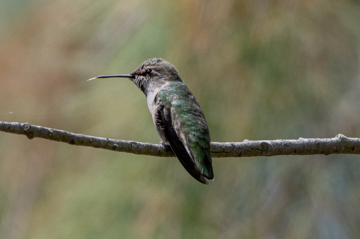 Costa's Hummingbird - ML238561561