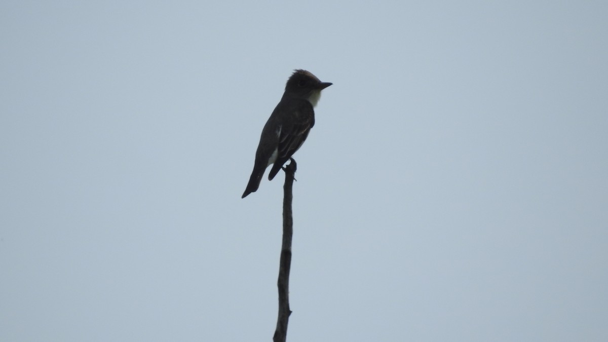 Olive-sided Flycatcher - Tom Miller Sr.