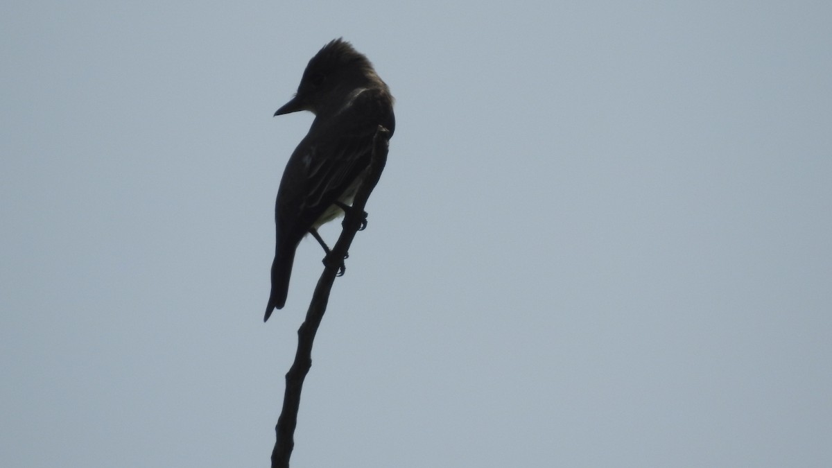 Olive-sided Flycatcher - ML238562451