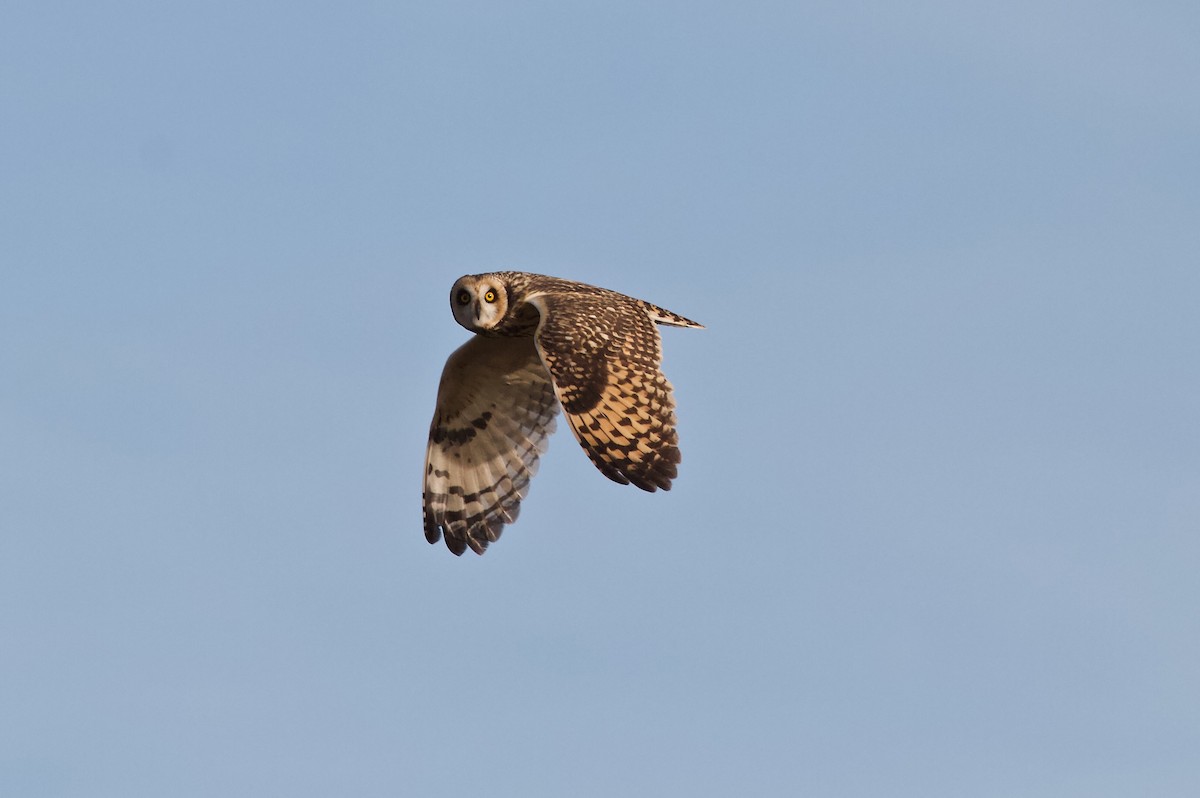 Short-eared Owl - Matias Torreguitar