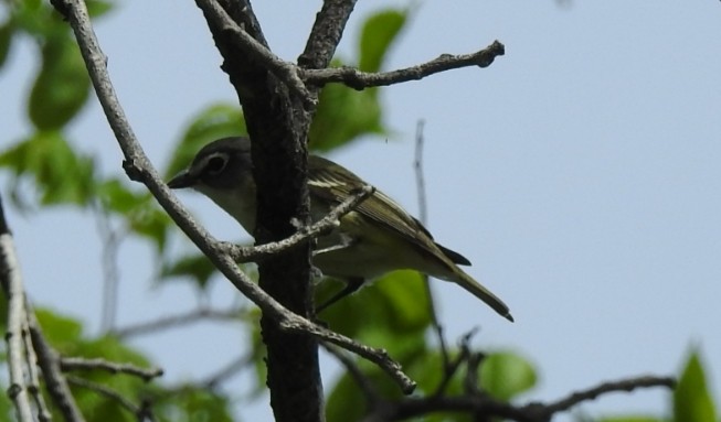 Graukopfvireo - ML238562751