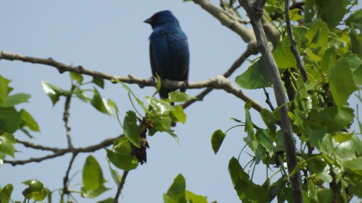 Passerin indigo - ML238563061