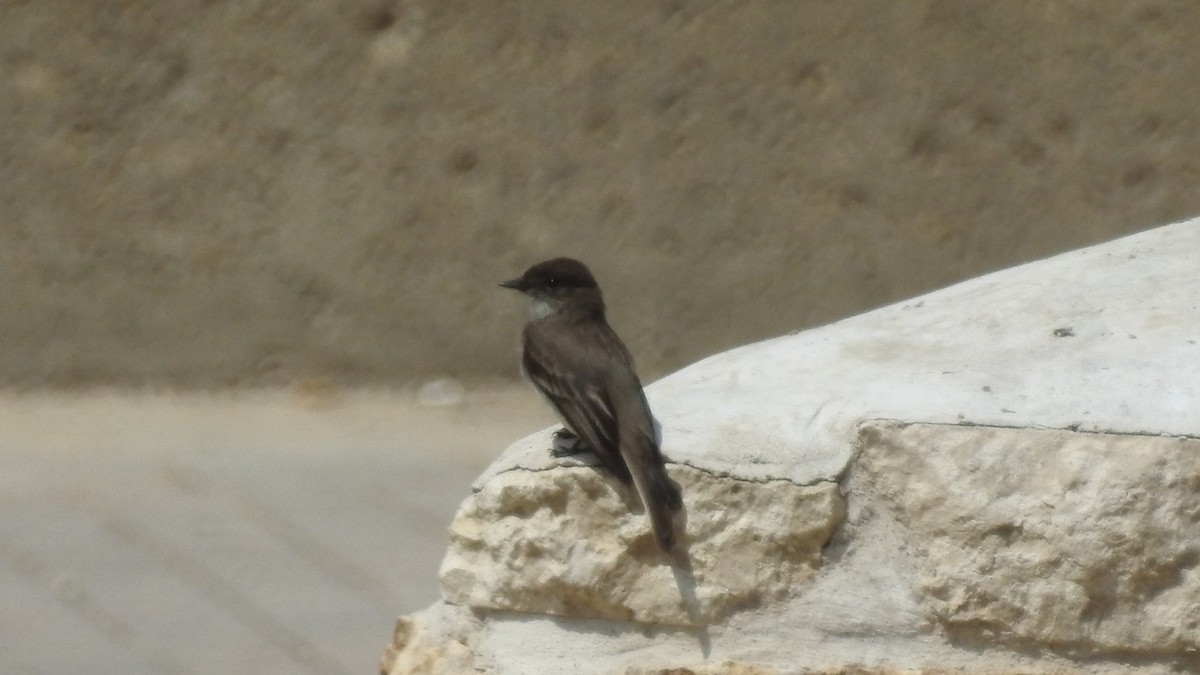 Eastern Phoebe - ML238563181