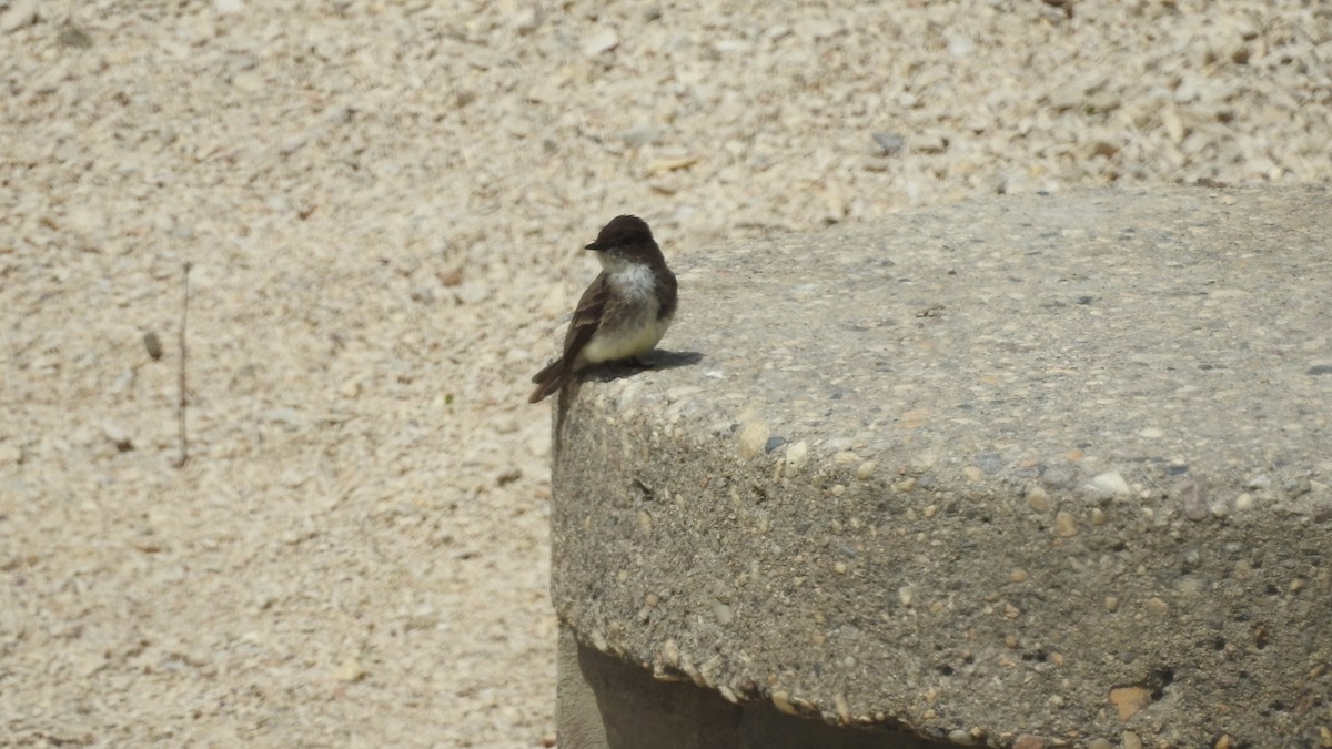 Eastern Phoebe - ML238563261