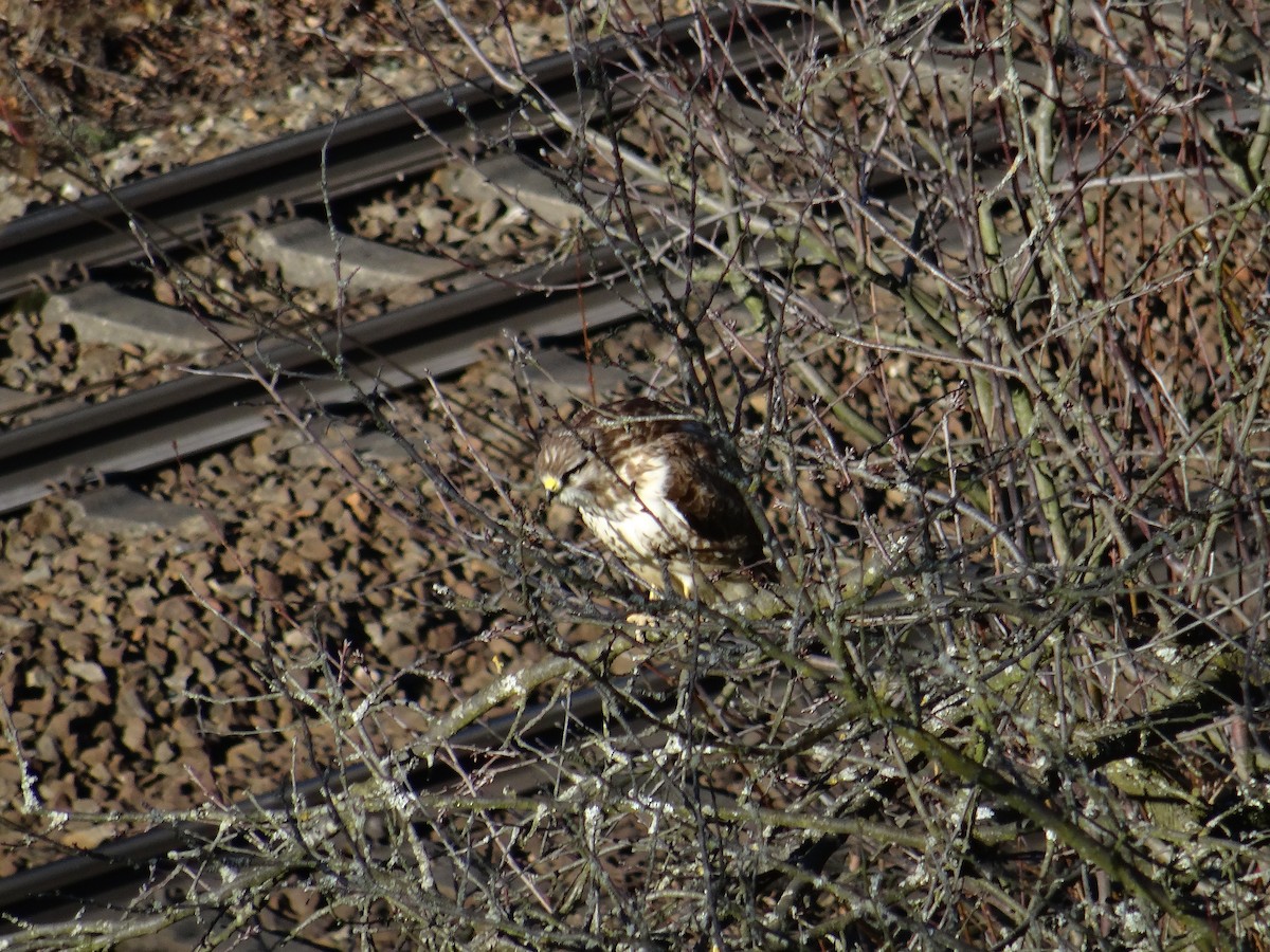 Common Buzzard - Ralf Schmidt