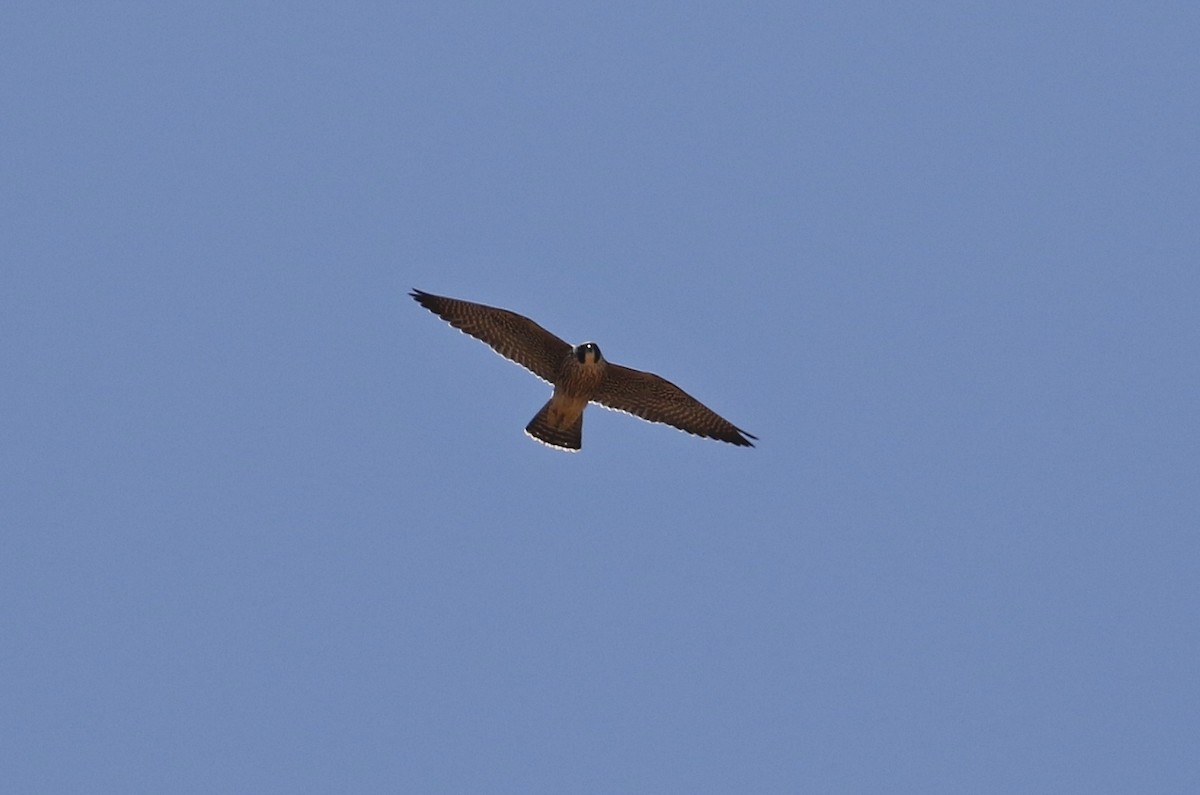 Peregrine Falcon - ML238569111