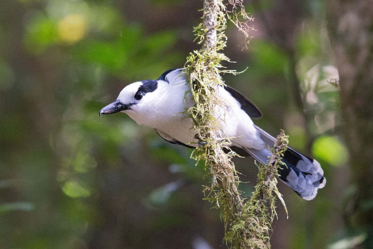 Hook-billed Vanga - ML238571581