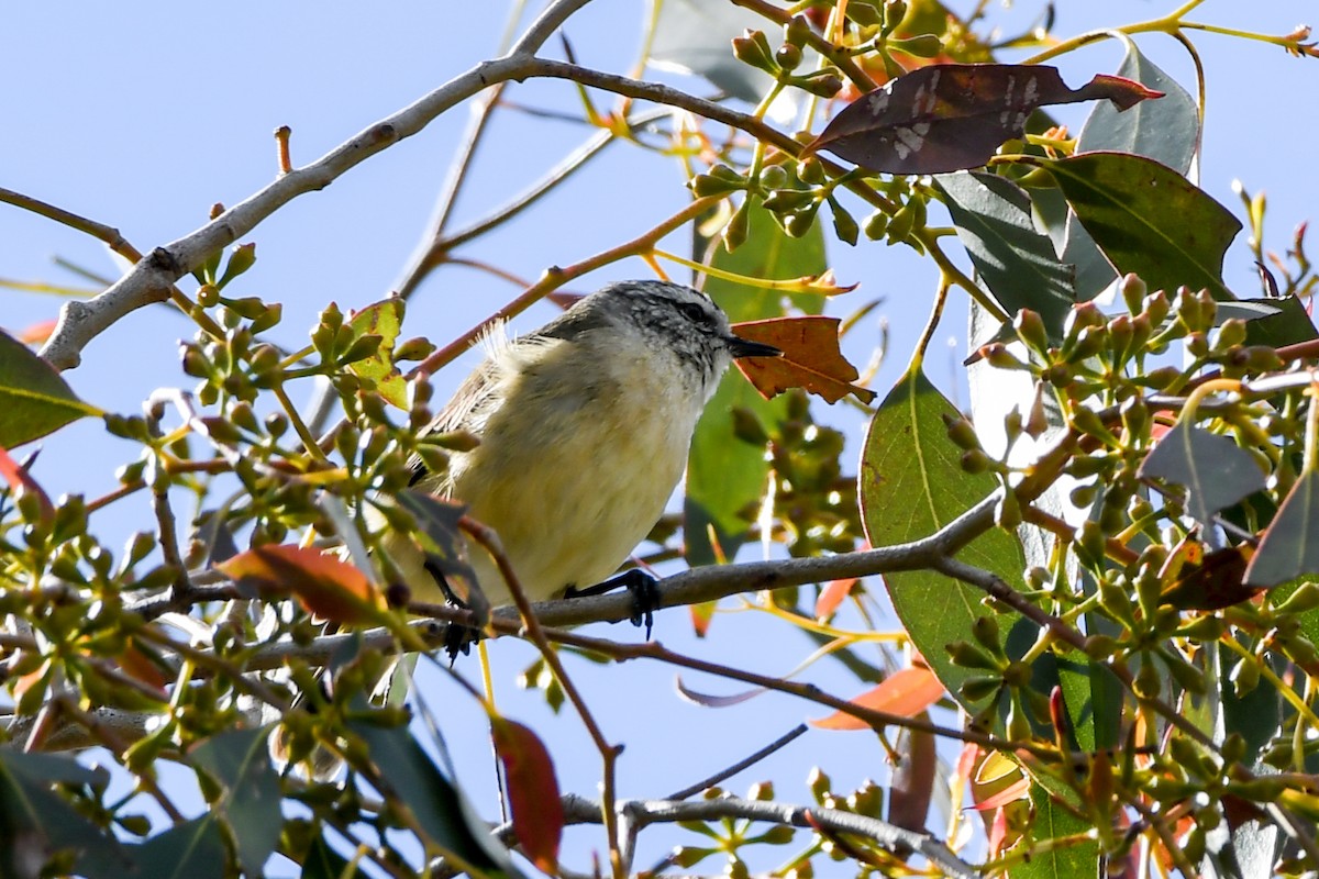 Yellow-rumped Thornbill - Alison Bentley