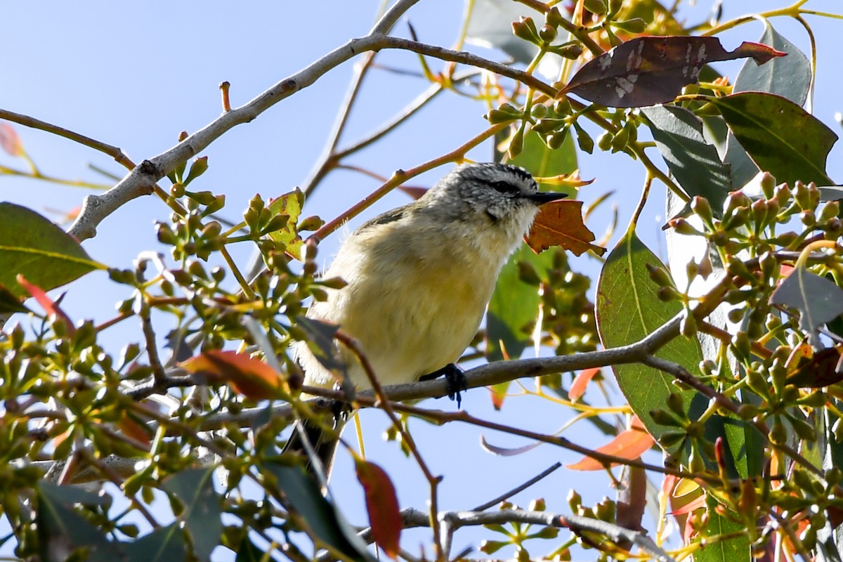 Yellow-rumped Thornbill - Alison Bentley