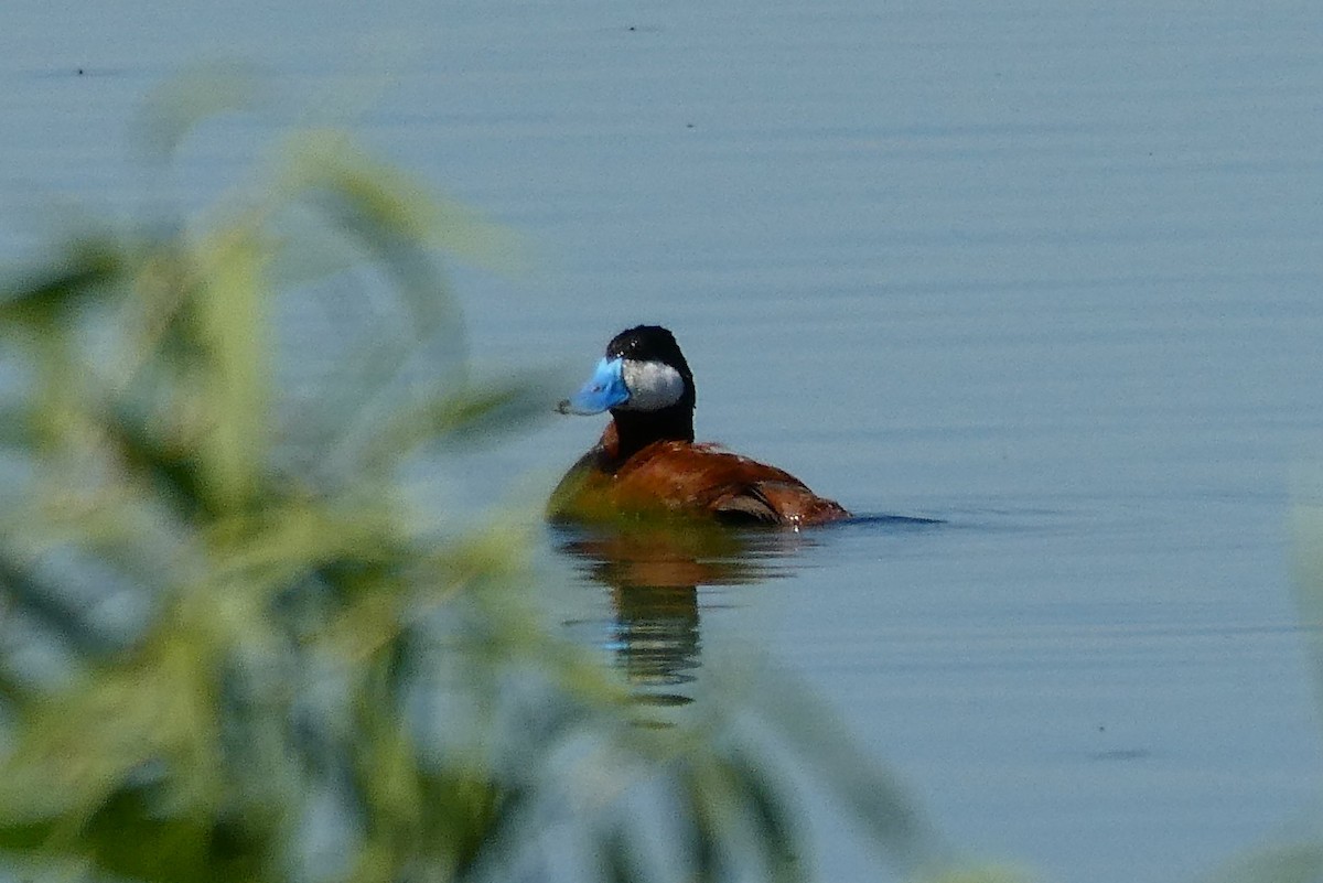 Ruddy Duck - ML238573181