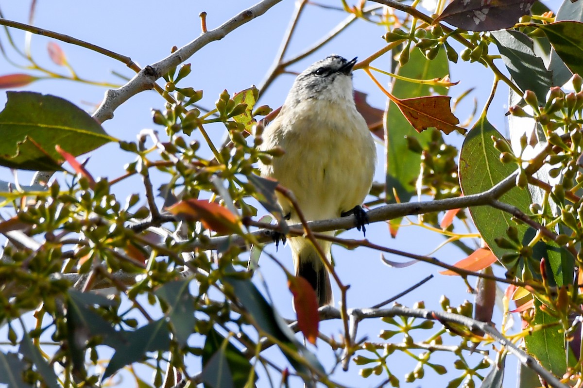 Yellow-rumped Thornbill - Alison Bentley