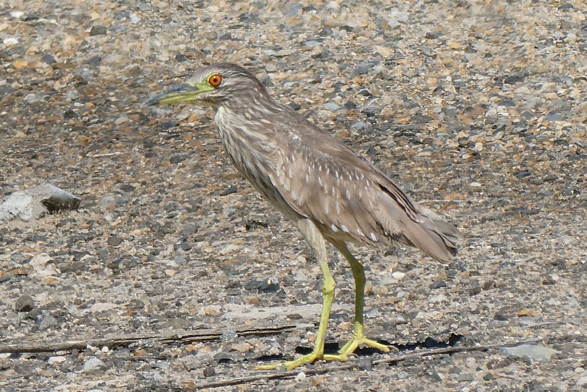 Black-crowned Night Heron - Steve Summers