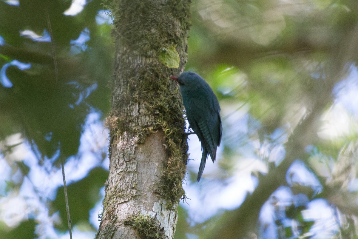 Nuthatch-Vanga - ML238574641