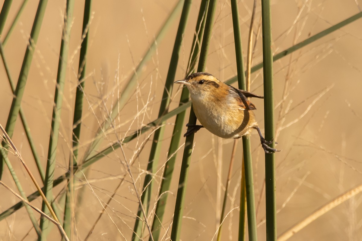 Wren-like Rushbird - ML238576101