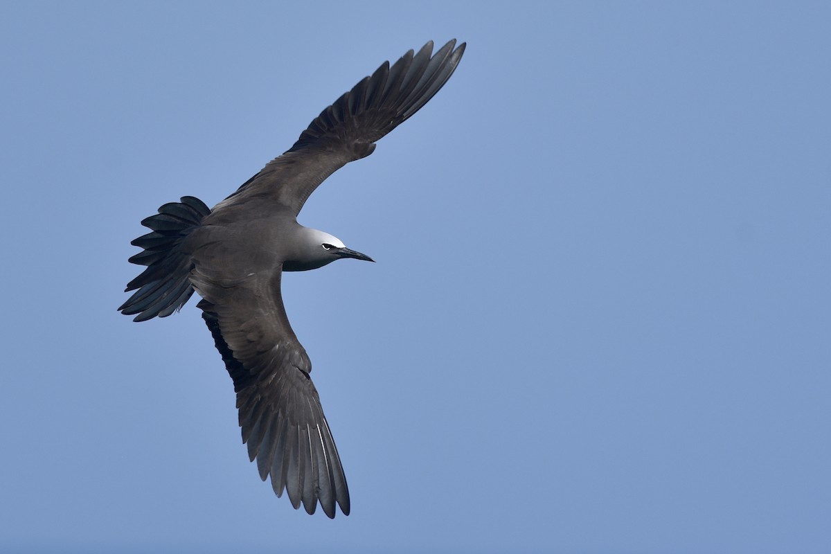 Brown Noddy - ML238576661