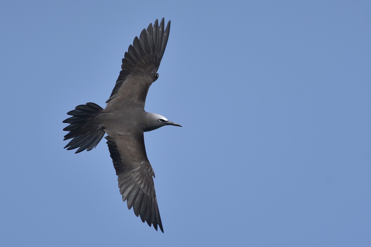 Brown Noddy - Daniel Irons