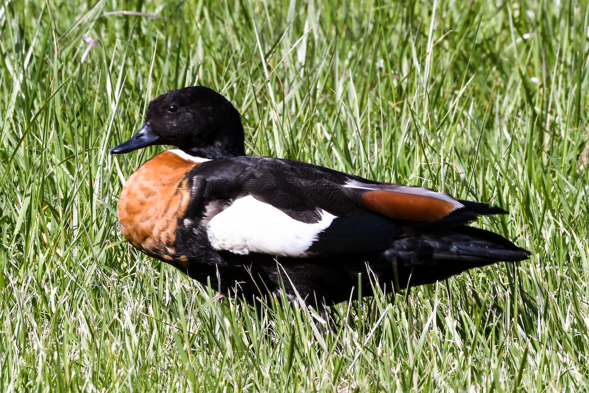 Australian Shelduck - Alison Bentley