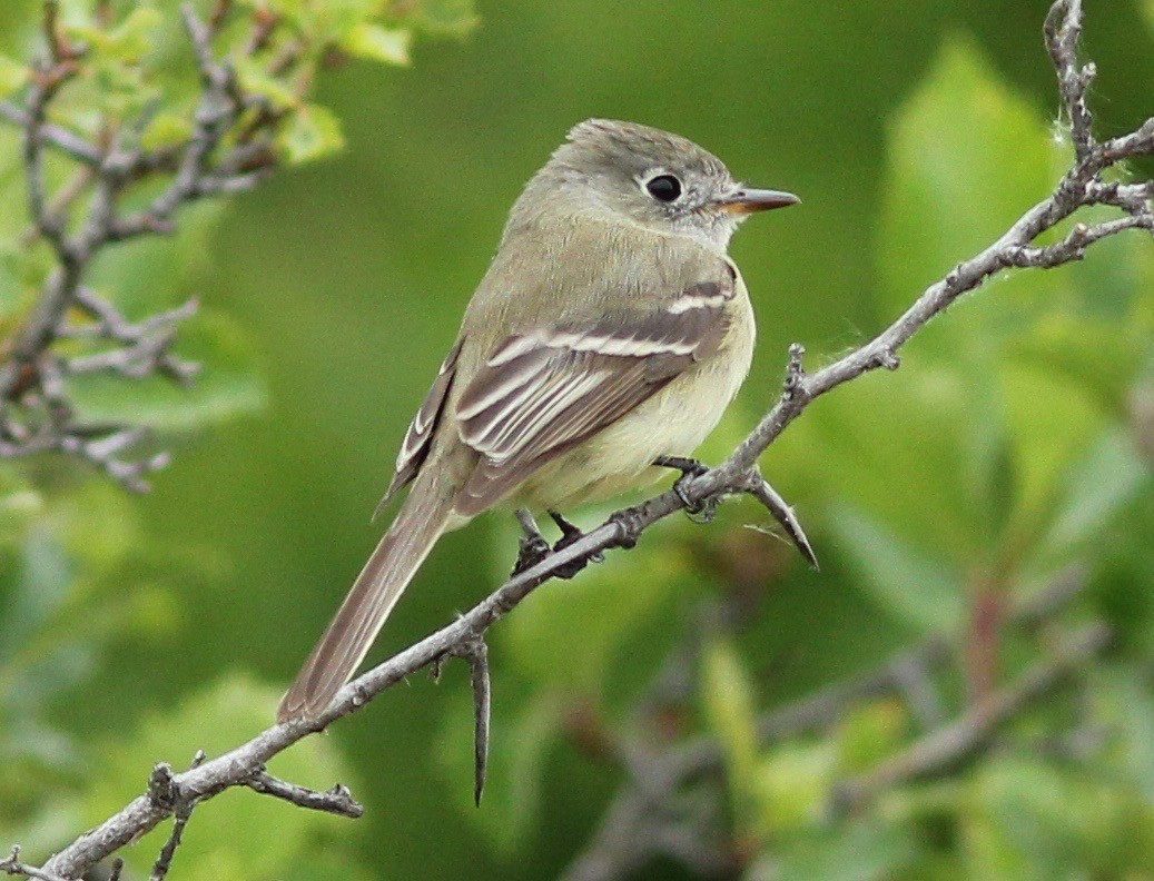 Least Flycatcher - ML238577091