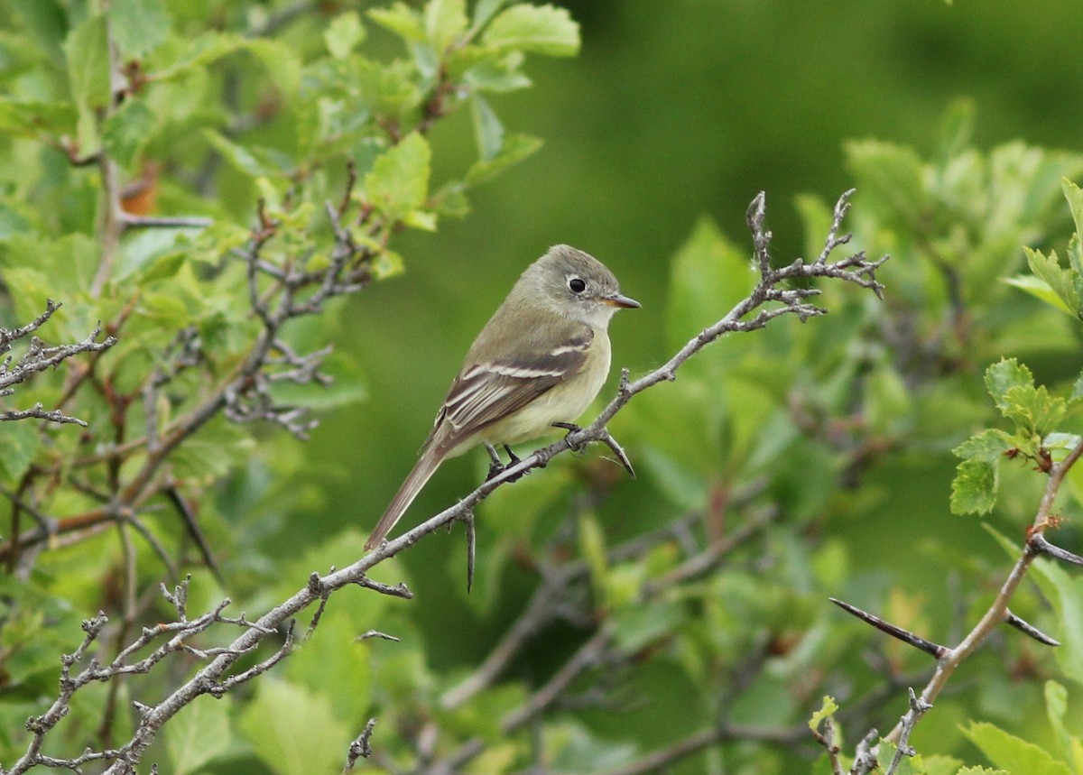 Least Flycatcher - ML238577101