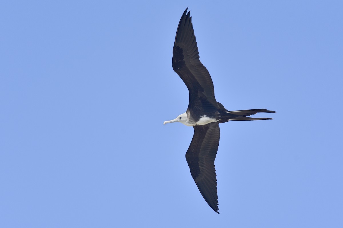 Magnificent Frigatebird - ML238577311