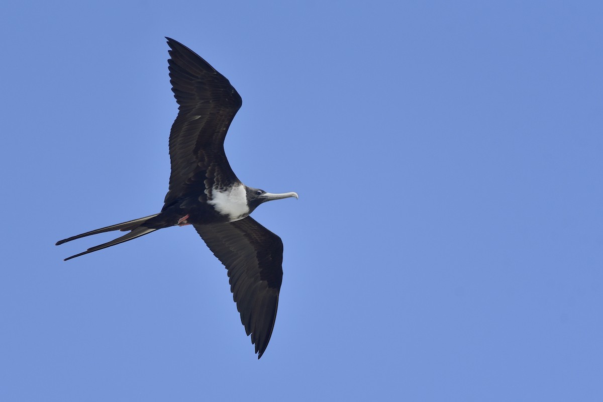 Magnificent Frigatebird - Daniel Irons