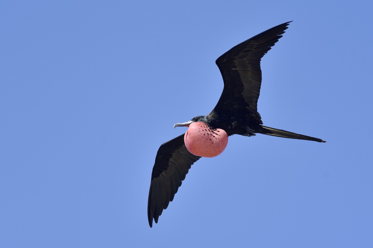 Magnificent Frigatebird - Daniel Irons