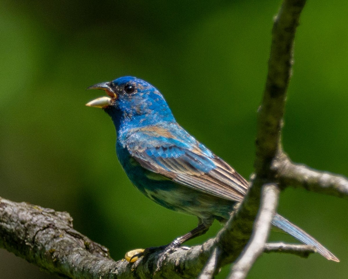 Indigo Bunting - Anthony Schmitt