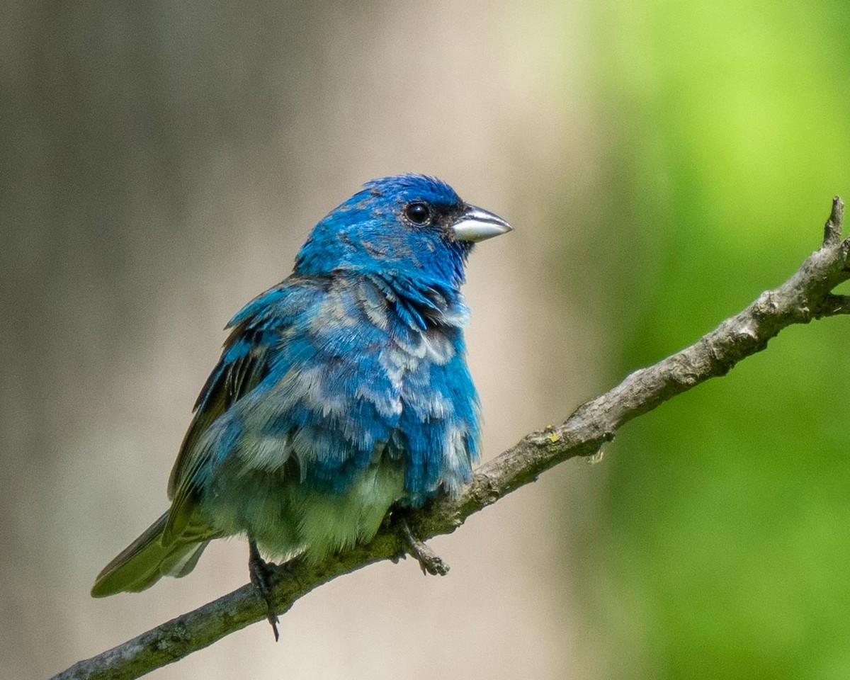 Indigo Bunting - Anthony Schmitt