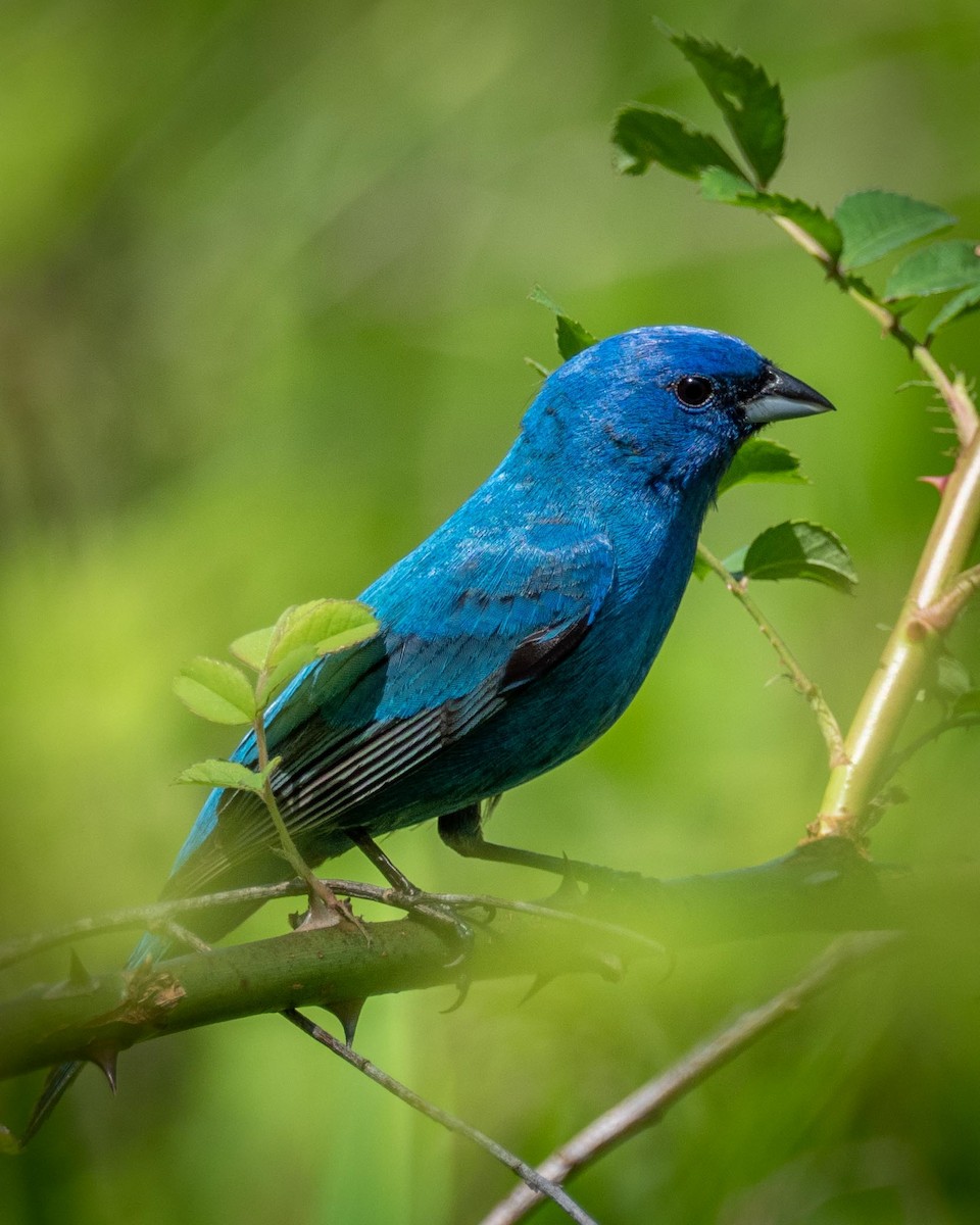 Indigo Bunting - Anthony Schmitt