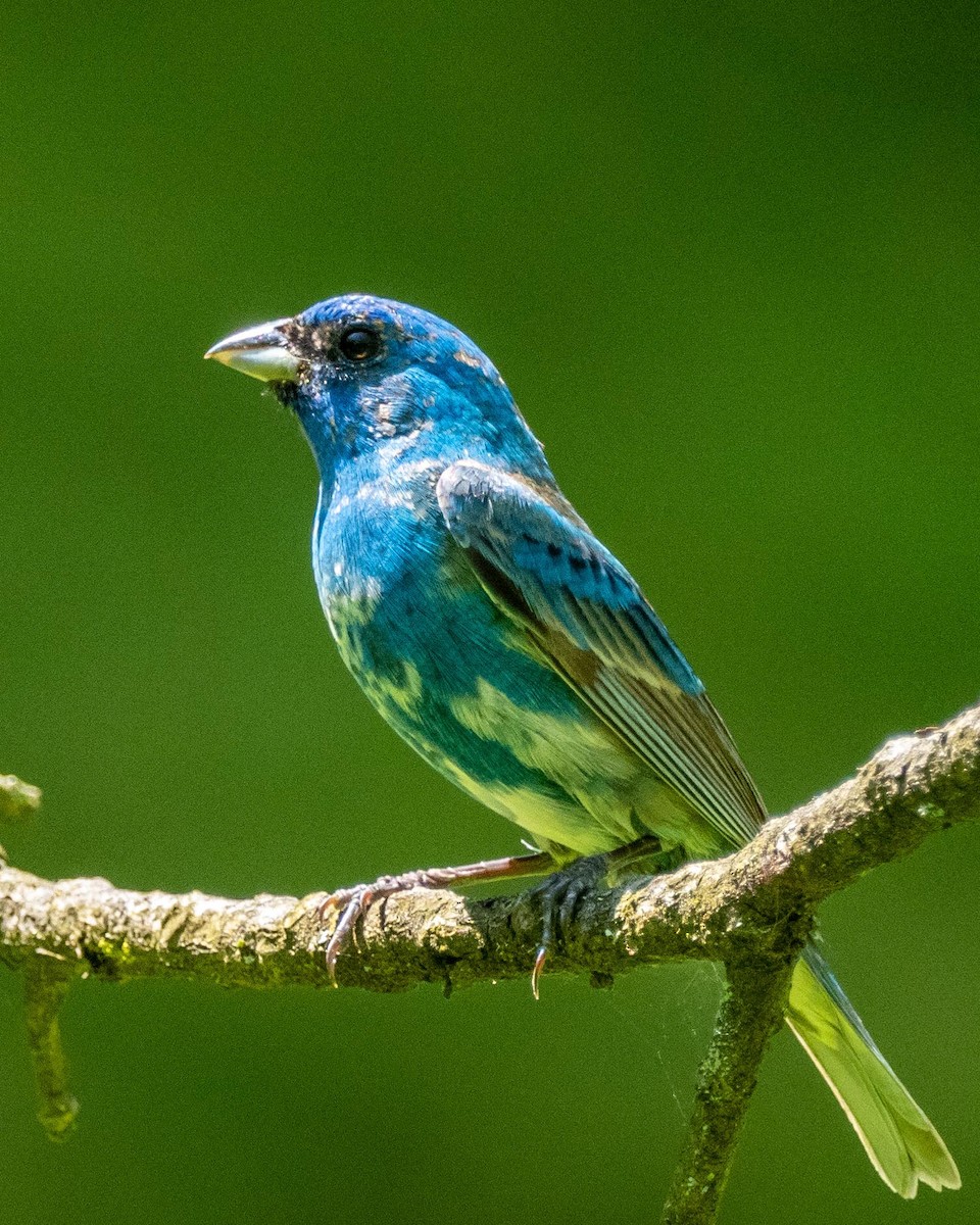 Indigo Bunting - Anthony Schmitt