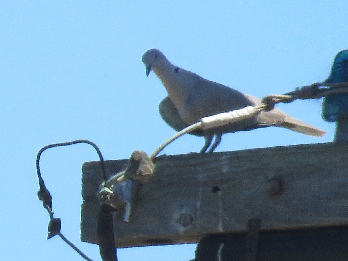 Eurasian Collared-Dove - Jennifer Rycenga