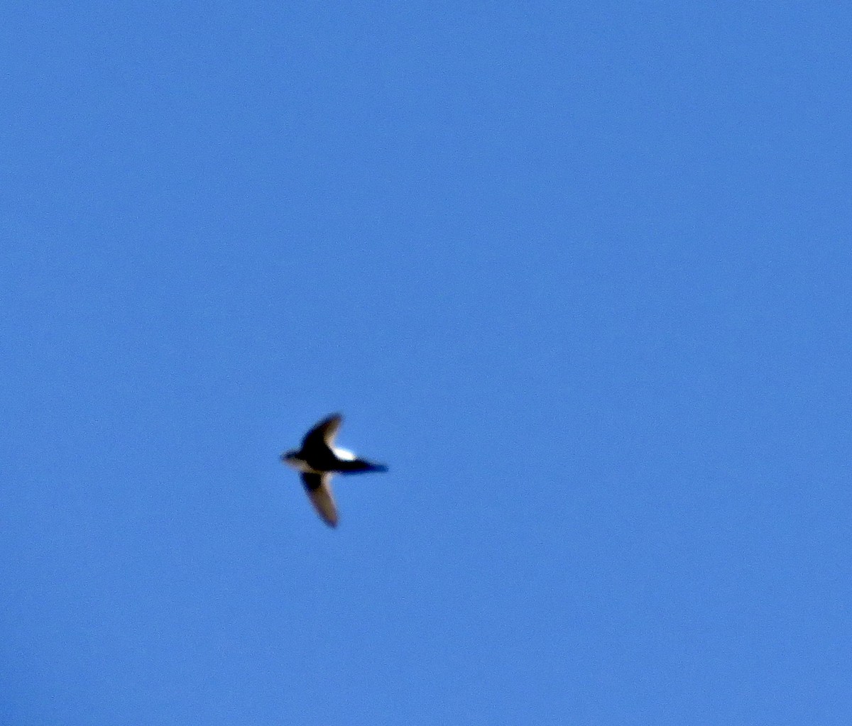 White-throated Swift - ML238579321