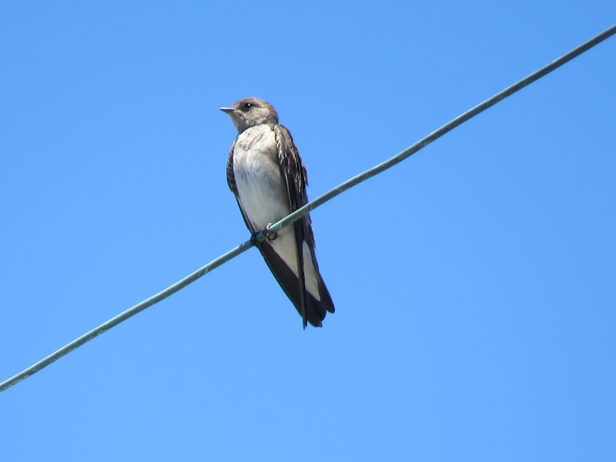 Hirondelle à ailes hérissées - ML238579781