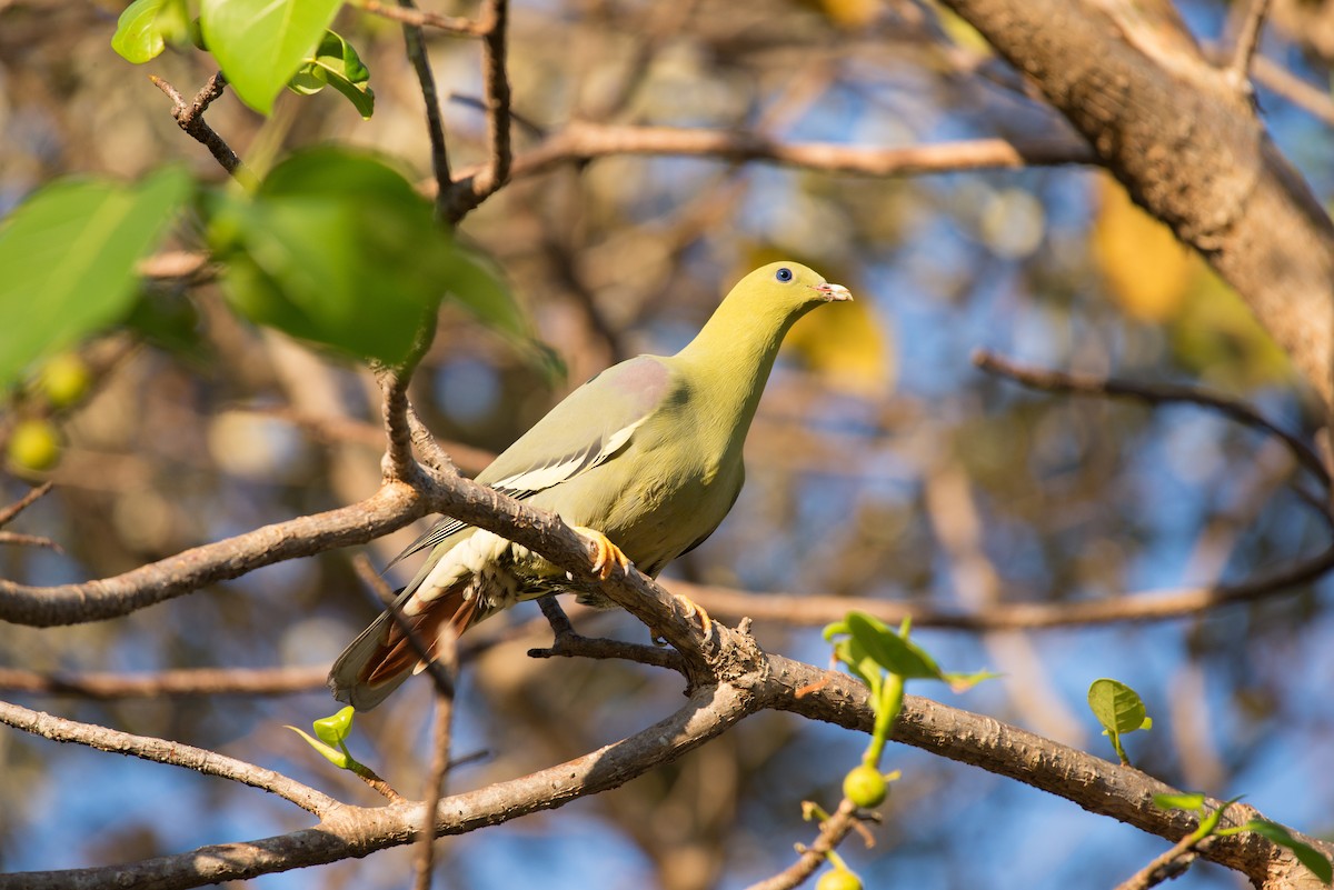 Madagascar Green-Pigeon - ML238580531