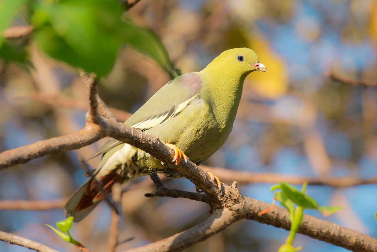 Madagascar Green-Pigeon - John C. Mittermeier