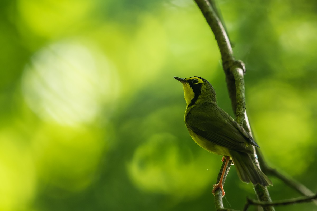 Kentucky Warbler - ML238580581