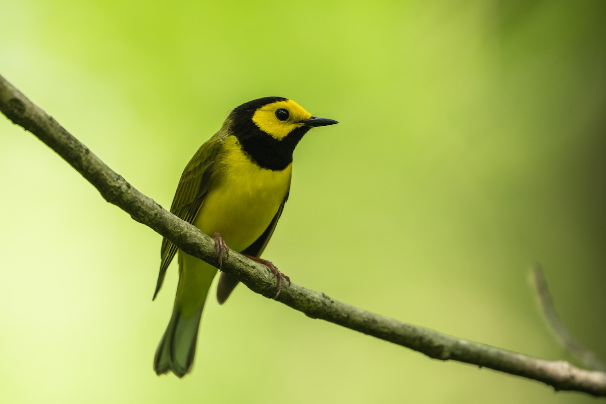 Hooded Warbler - ML238580721