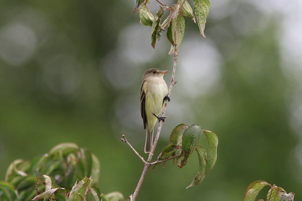 Alder/Willow Flycatcher (Traill's Flycatcher) - ML238581181