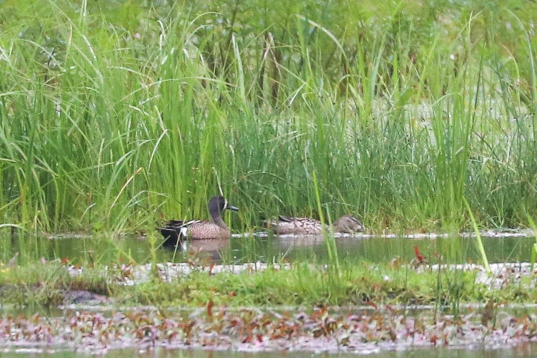 Blue-winged Teal - ML238582101